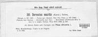 Pezicula eucrita image